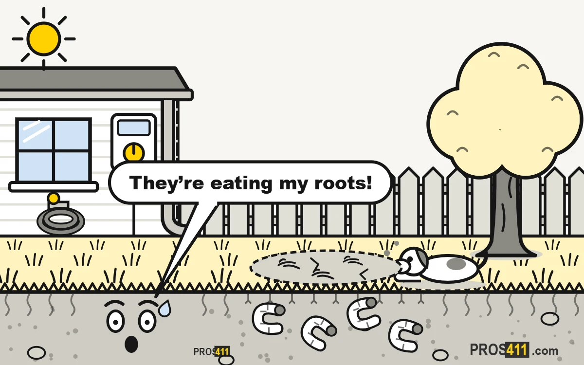 Grubs in the lawn: signs and what to do Cartoon lawn with a brown patch and white grubs eating the roots underground